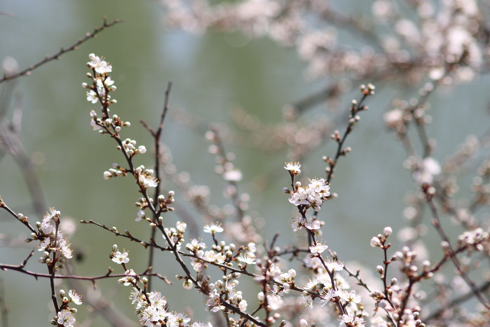 Canon EOS 800D (EOS Rebel T7i / EOS Kiss X9i) sample photo. Spring flowers, buds, hatching photography