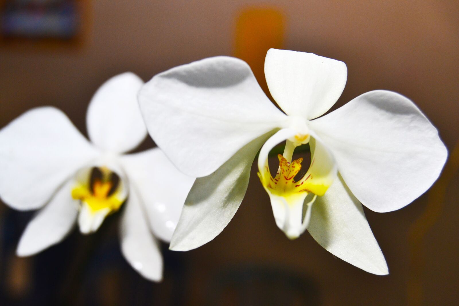 Nikon D3100 sample photo. Natural, flower, garden photography