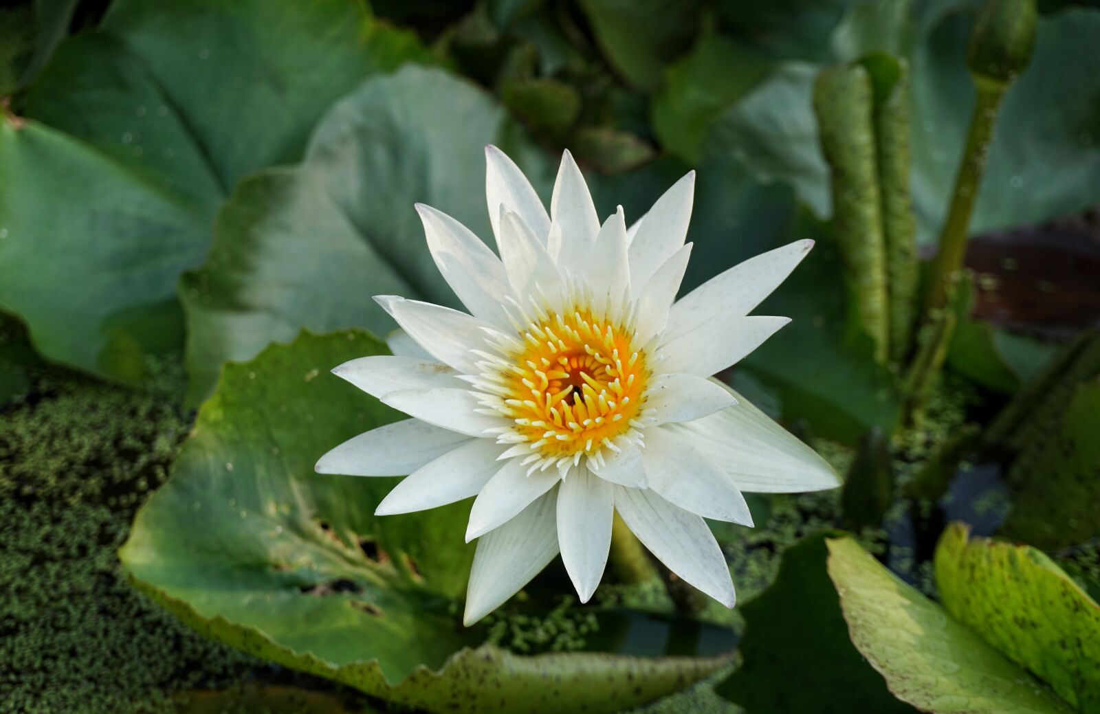 Sony a6300 sample photo. White, lily, lotus photography