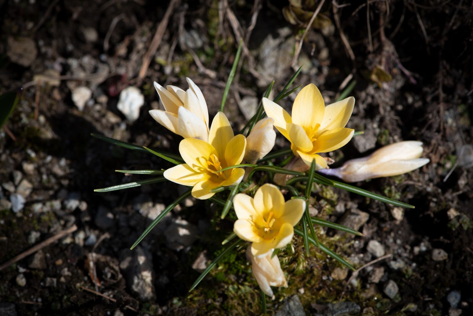 Nikon D750 sample photo. Crocus, flowers, yellow photography