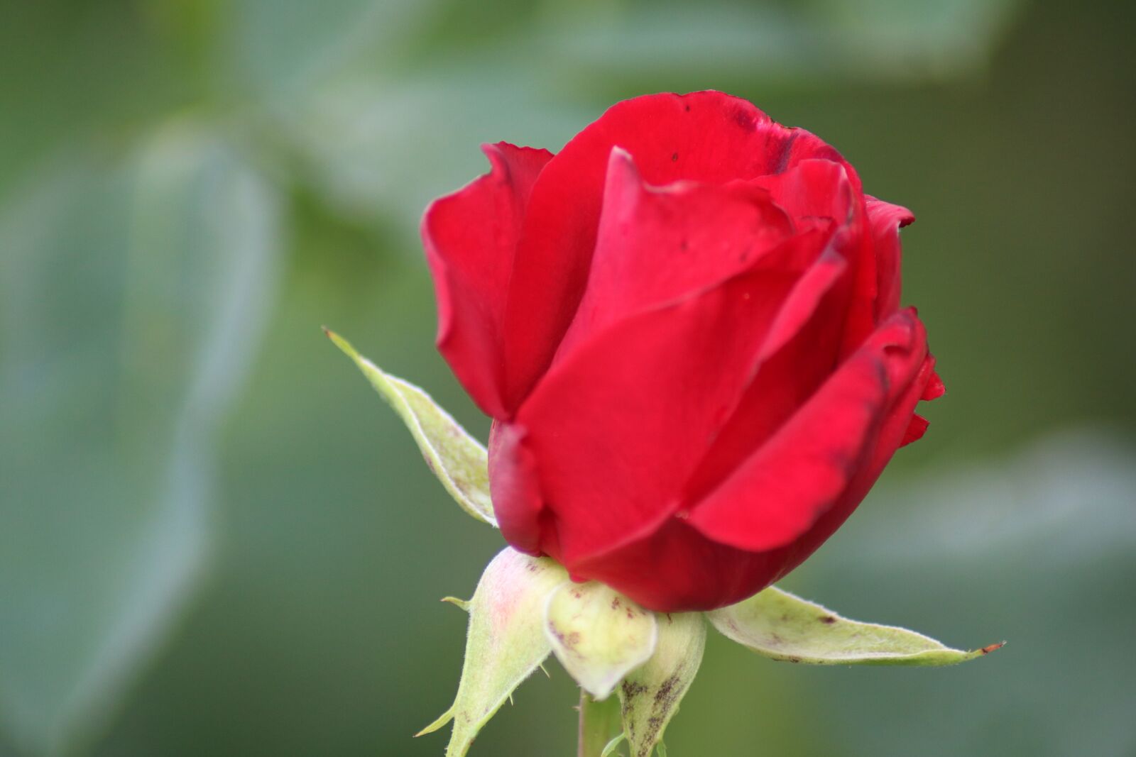 Canon EOS 750D (EOS Rebel T6i / EOS Kiss X8i) sample photo. Red rose, rose, flower photography