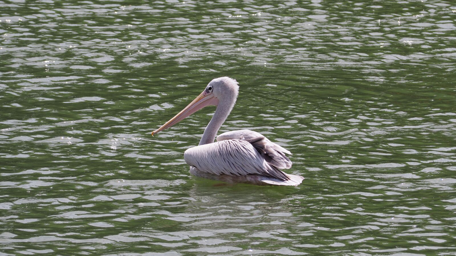 Olympus OM-D E-M10 II sample photo. Pelican, bird, water photography