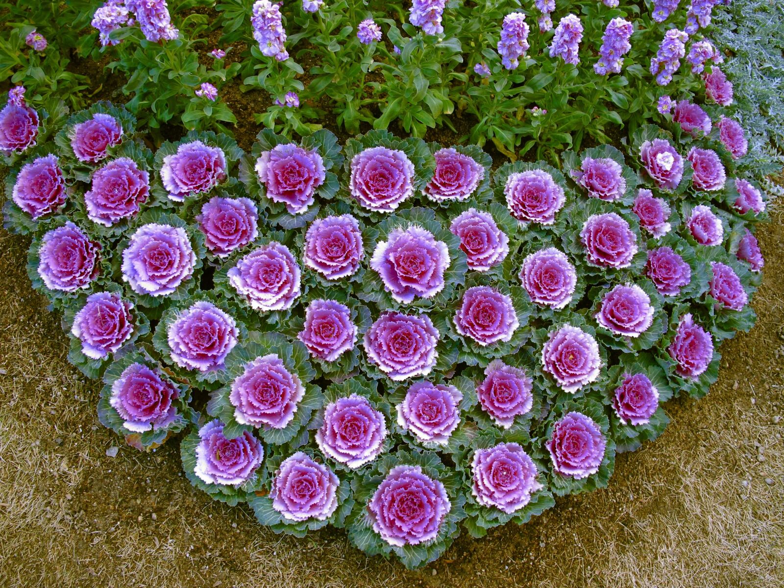 Canon PowerShot G12 sample photo. Flowers, arrangement, arranging photography