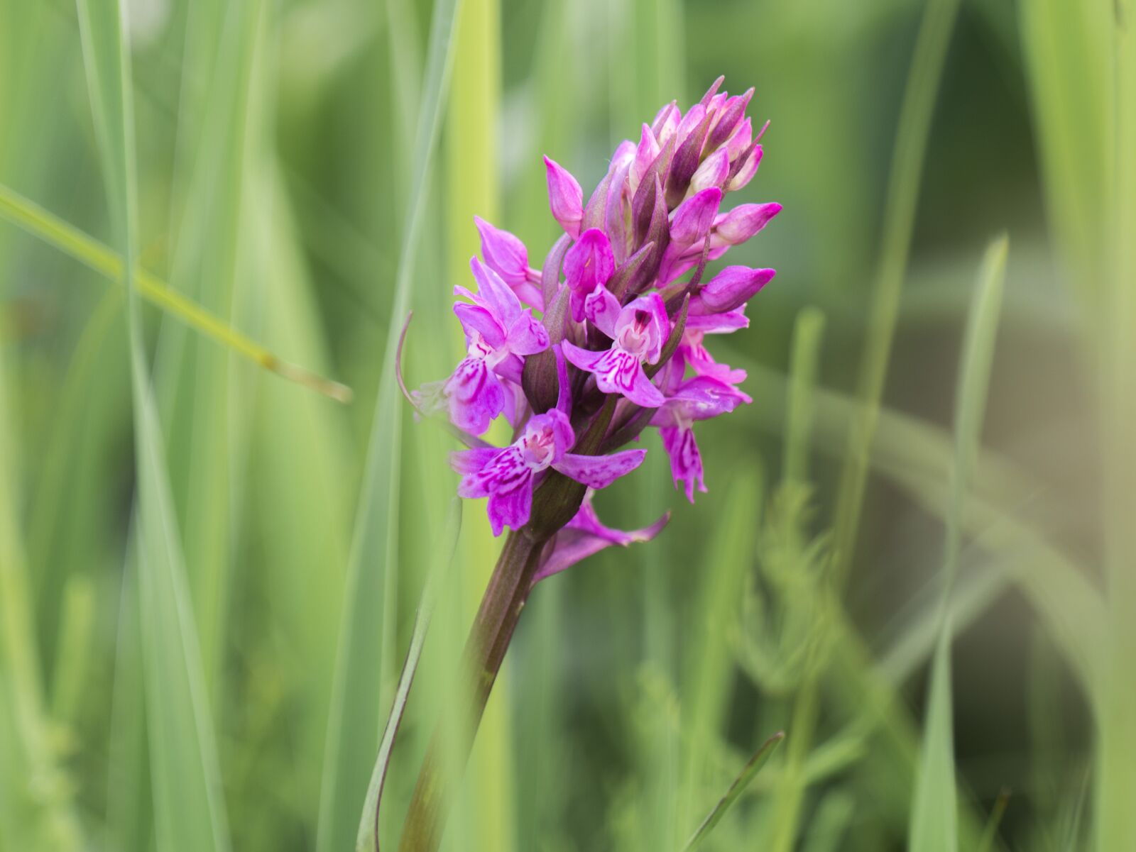Panasonic DMC-G81 sample photo. Flower, meadow, high grass photography