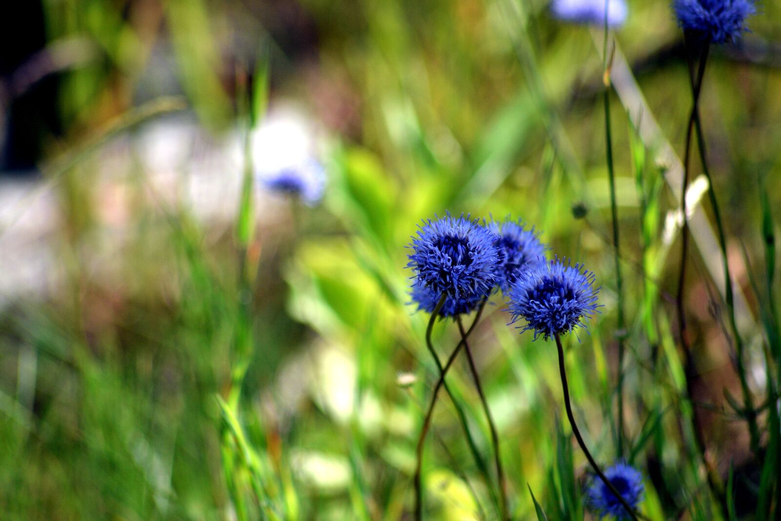 Nikon D3300 sample photo. Blue flower, macro, nature photography