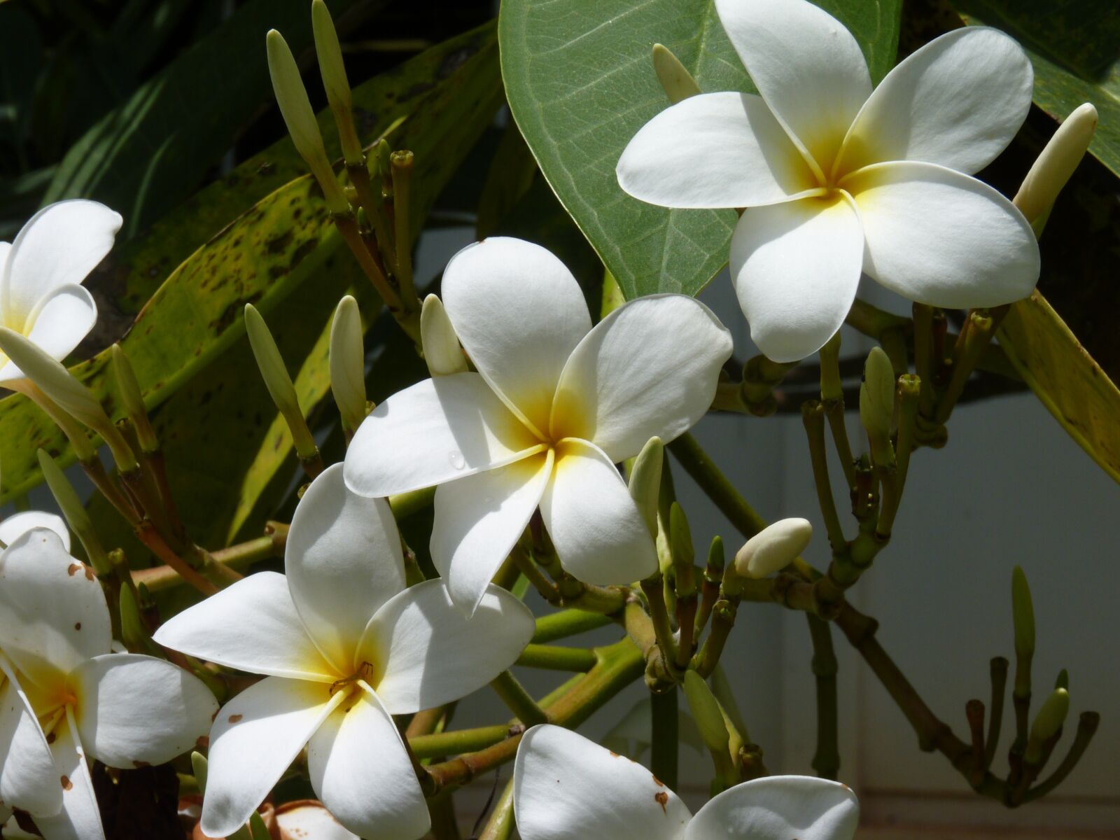 Panasonic Lumix DMC-FZ35 (Lumix DMC-FZ38) sample photo. Frangipani, may flower, white photography