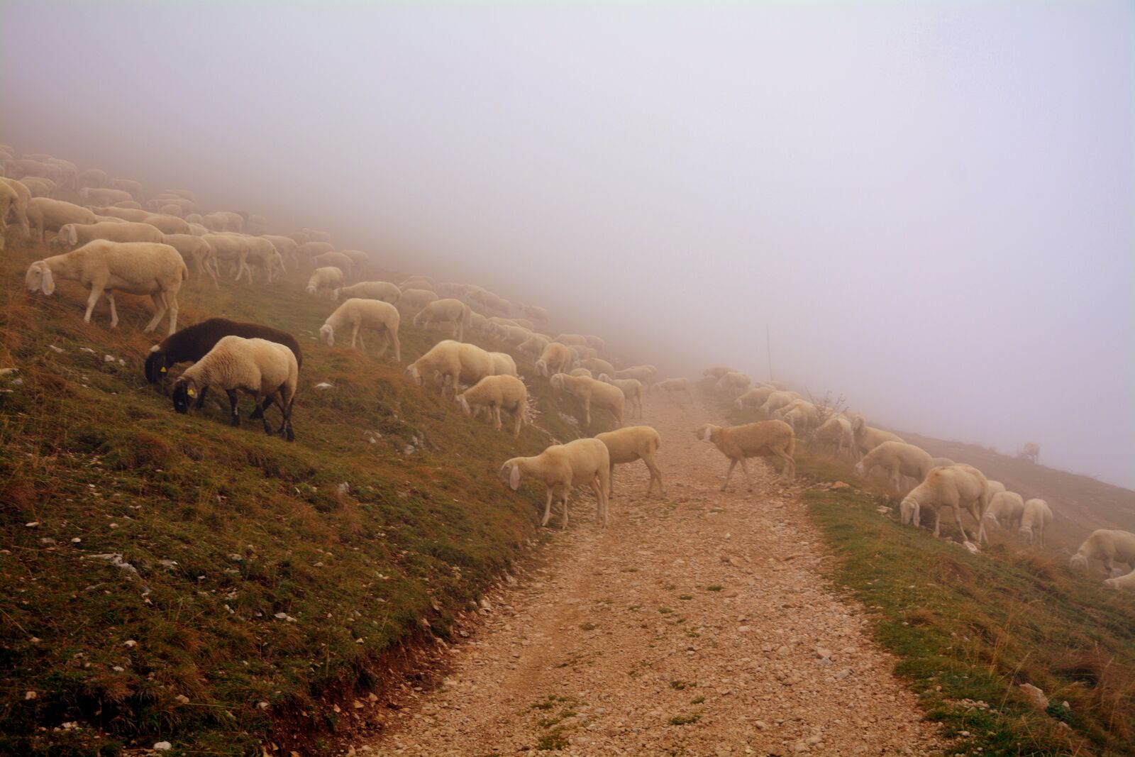 Nikon D7100 sample photo. Sheep, flock, fog photography