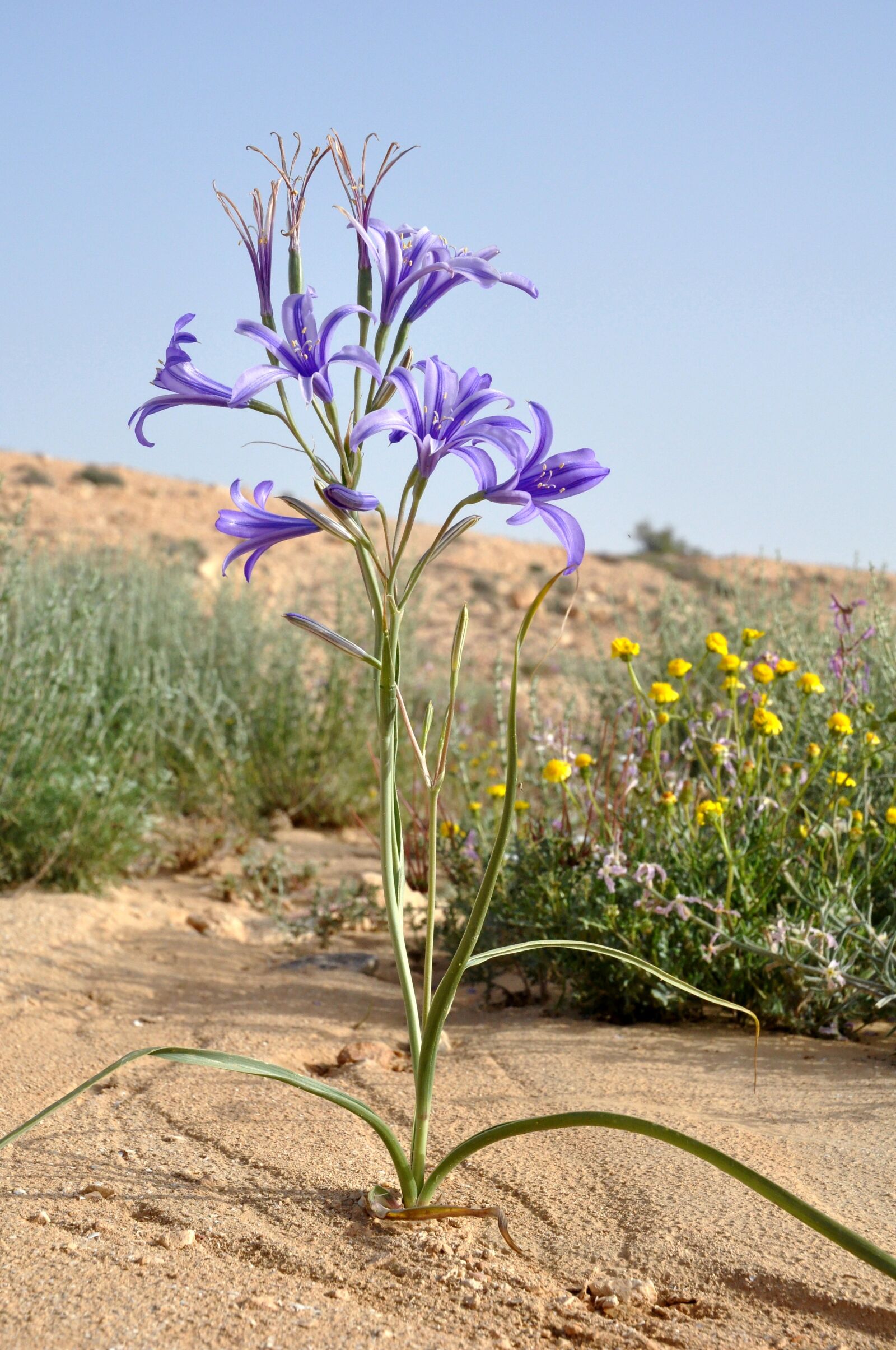 Nikon D90 sample photo. Floral, purple, desert photography