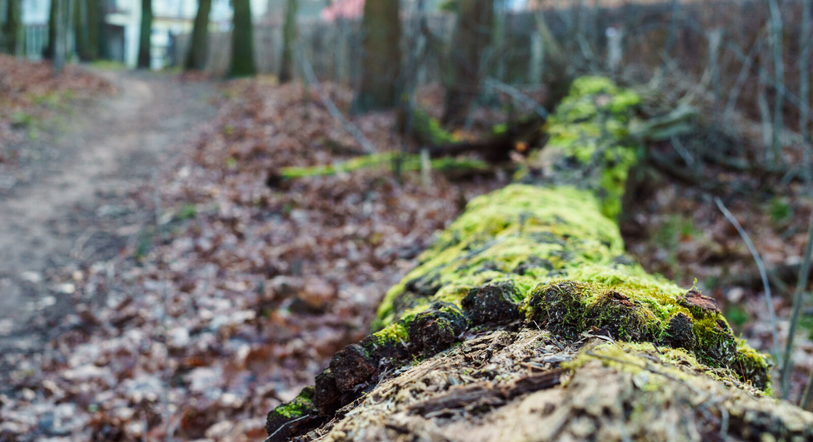 Sony a6000 + Sigma 30mm F2.8 EX DN sample photo. Forest, green, leaves, moss photography