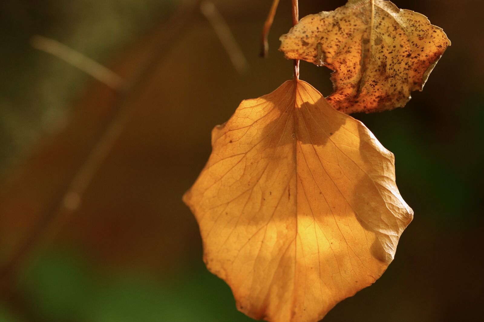 Canon EOS 800D (EOS Rebel T7i / EOS Kiss X9i) sample photo. Autumn, leaves, fall foliage photography