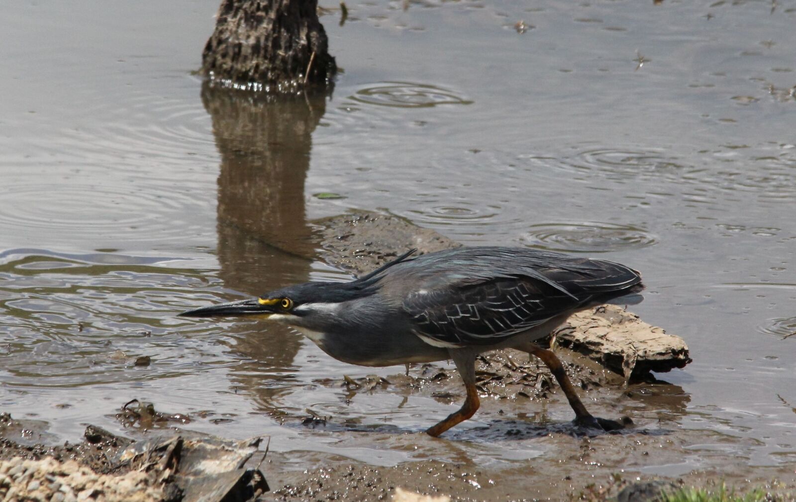 Canon EOS 60D sample photo. Striated, heron, wading photography