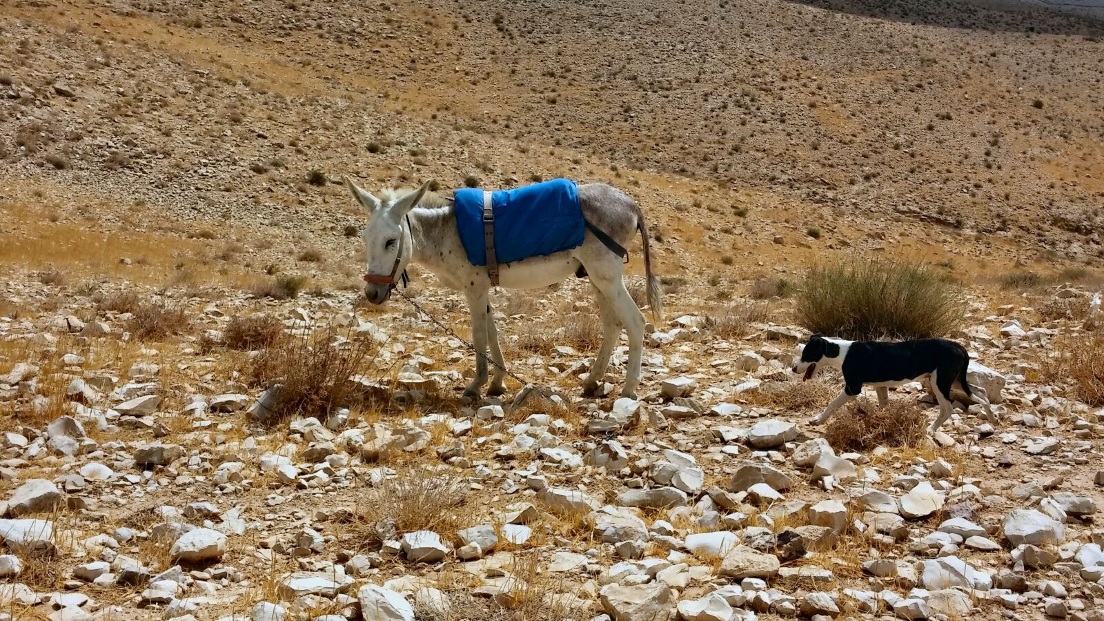 LG G2 sample photo. Sand, desert, israel photography