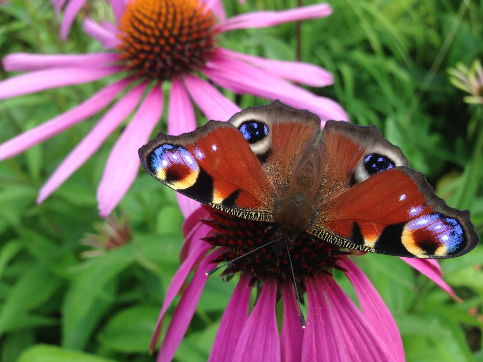 Apple iPhone 5 sample photo. бабочка, цветок, butterfly photography