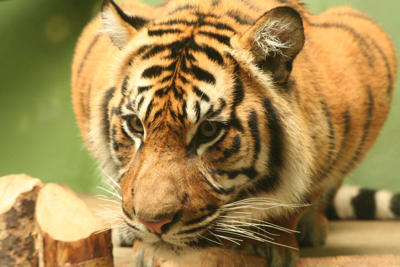 Canon EOS 350D (EOS Digital Rebel XT / EOS Kiss Digital N) sample photo. Tiger, animal, zoo photography