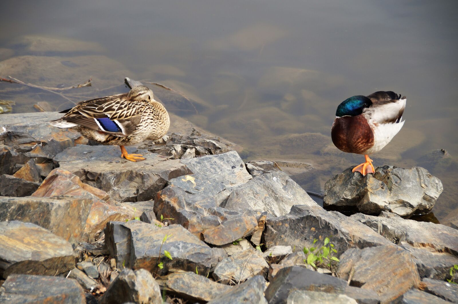Sony SLT-A58 sample photo. Duck, wild, drake photography