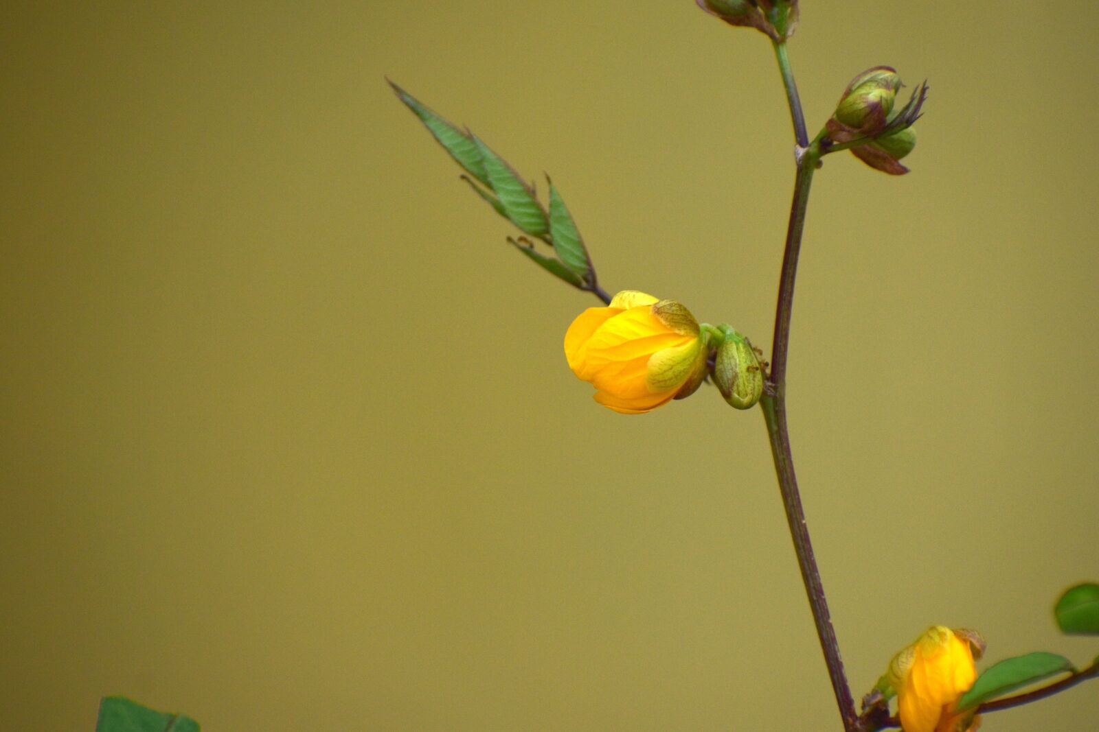 Nikon D5600 sample photo. Yellow flower, bloom, plant photography