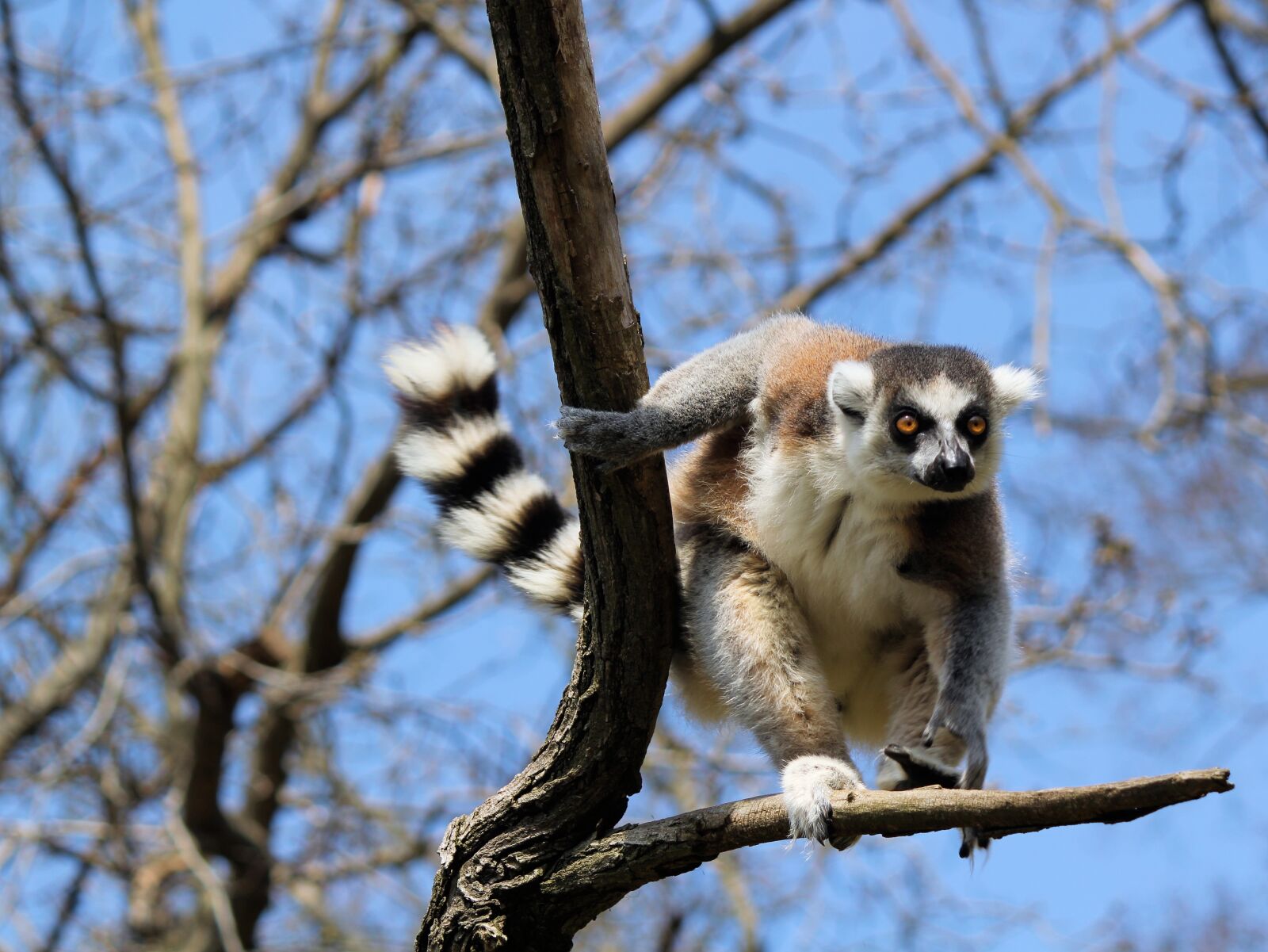 Canon EOS 550D (EOS Rebel T2i / EOS Kiss X4) sample photo. Lemur, prosimian, primate photography