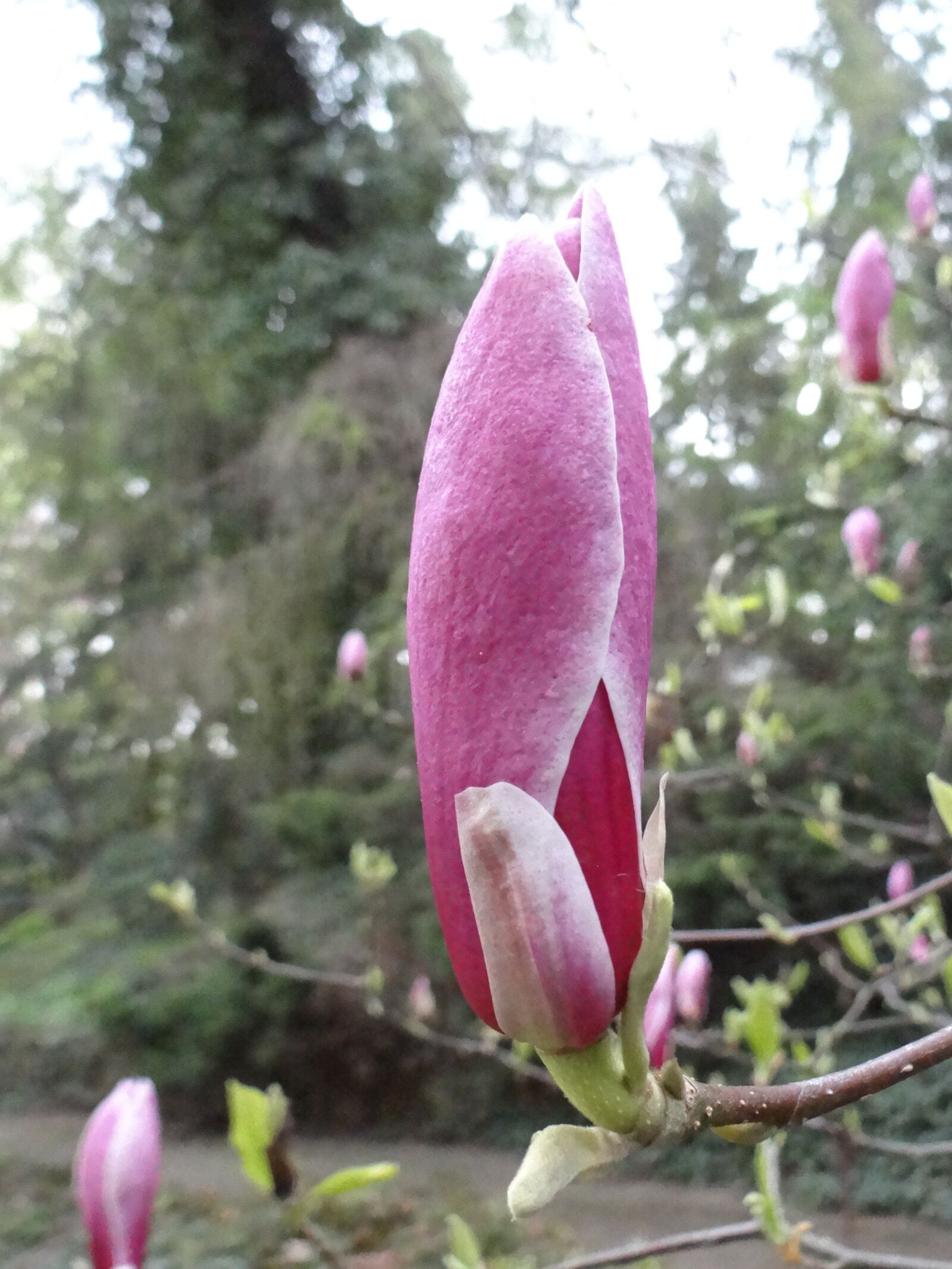 Sony DSC-HX200V sample photo. Magnolia, bud, botanical garden photography