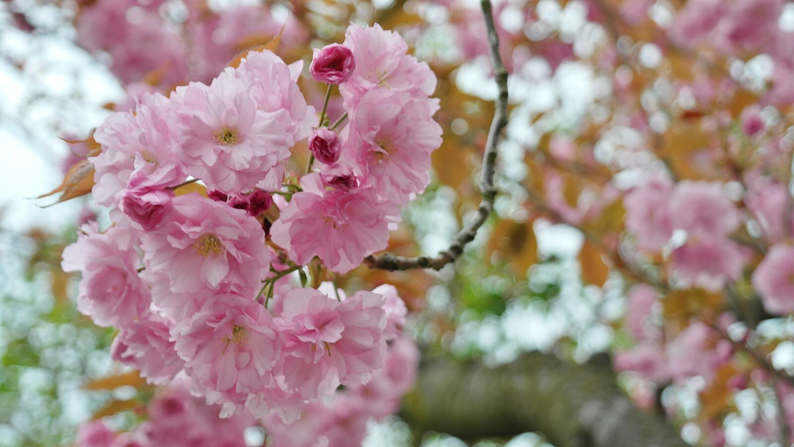 Samsung NX20 sample photo. Cherry tree, cherry blossom photography