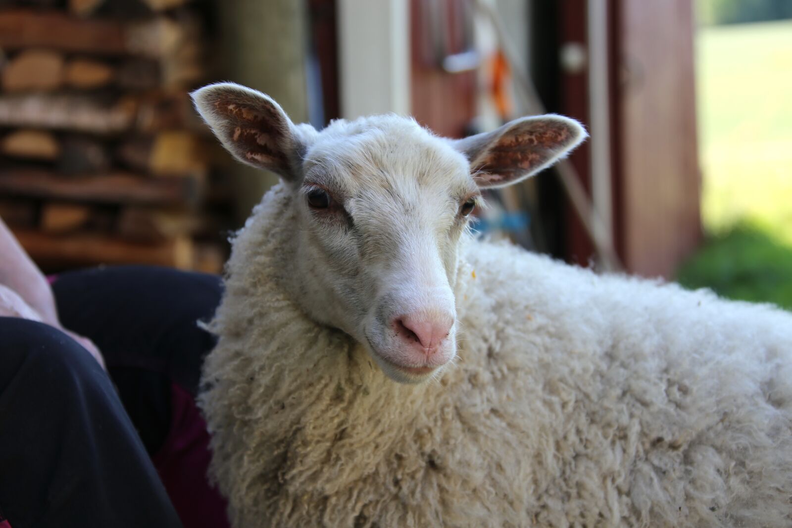 Canon EOS 6D + Canon EF 28-300mm F3.5-5.6L IS USM sample photo. Sheep, fleece, white fleece photography