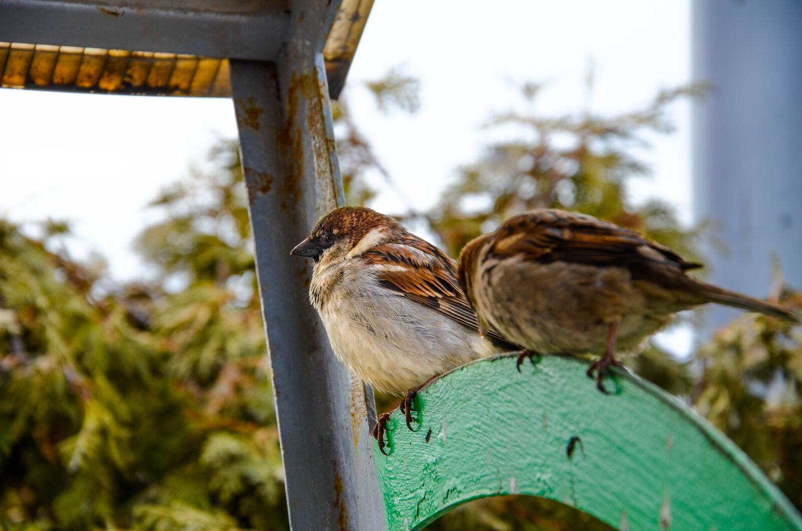 Nikon D5100 sample photo