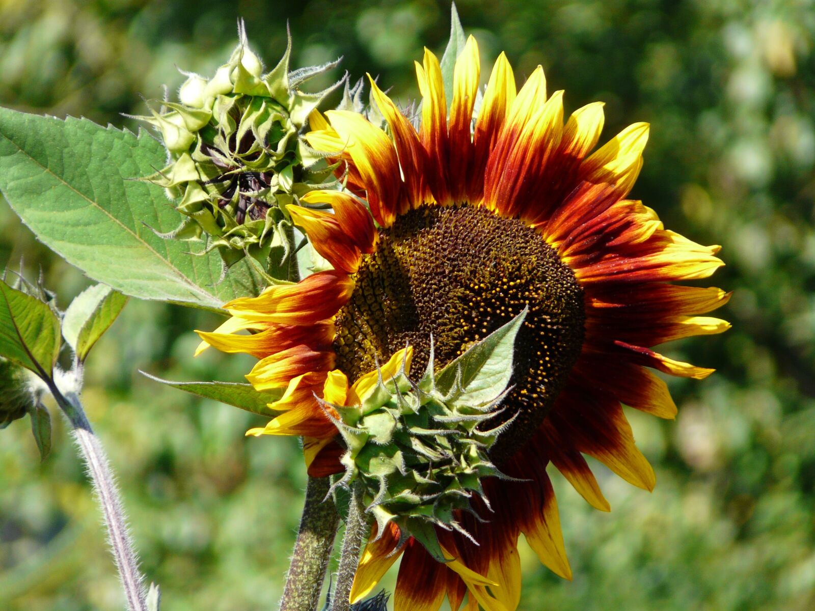 Panasonic DMC-FZ18 sample photo. Sunflower, sun, light photography