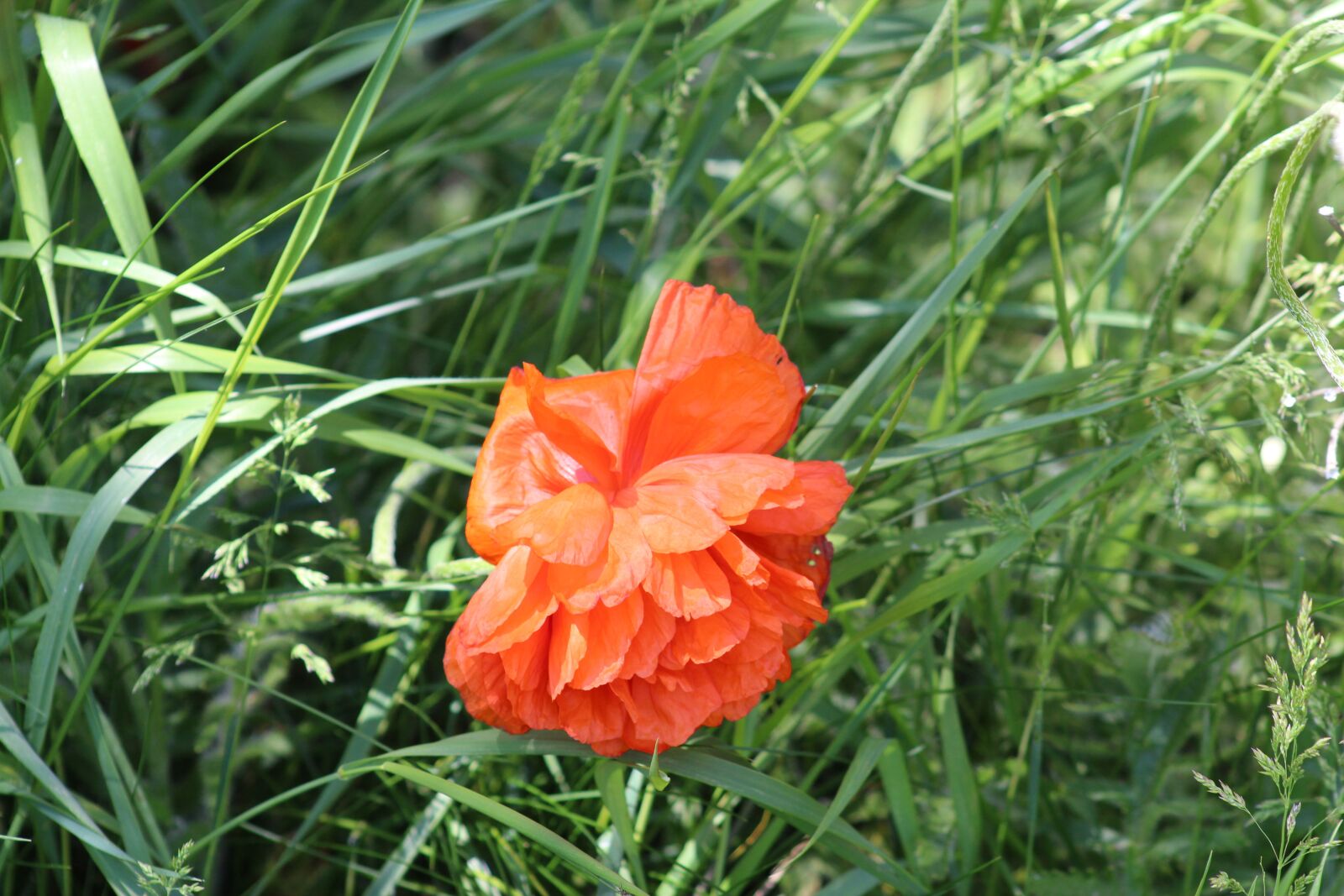 Canon EOS 700D (EOS Rebel T5i / EOS Kiss X7i) + Canon EF 75-300mm f/4-5.6 USM sample photo. Flower, spring, red photography