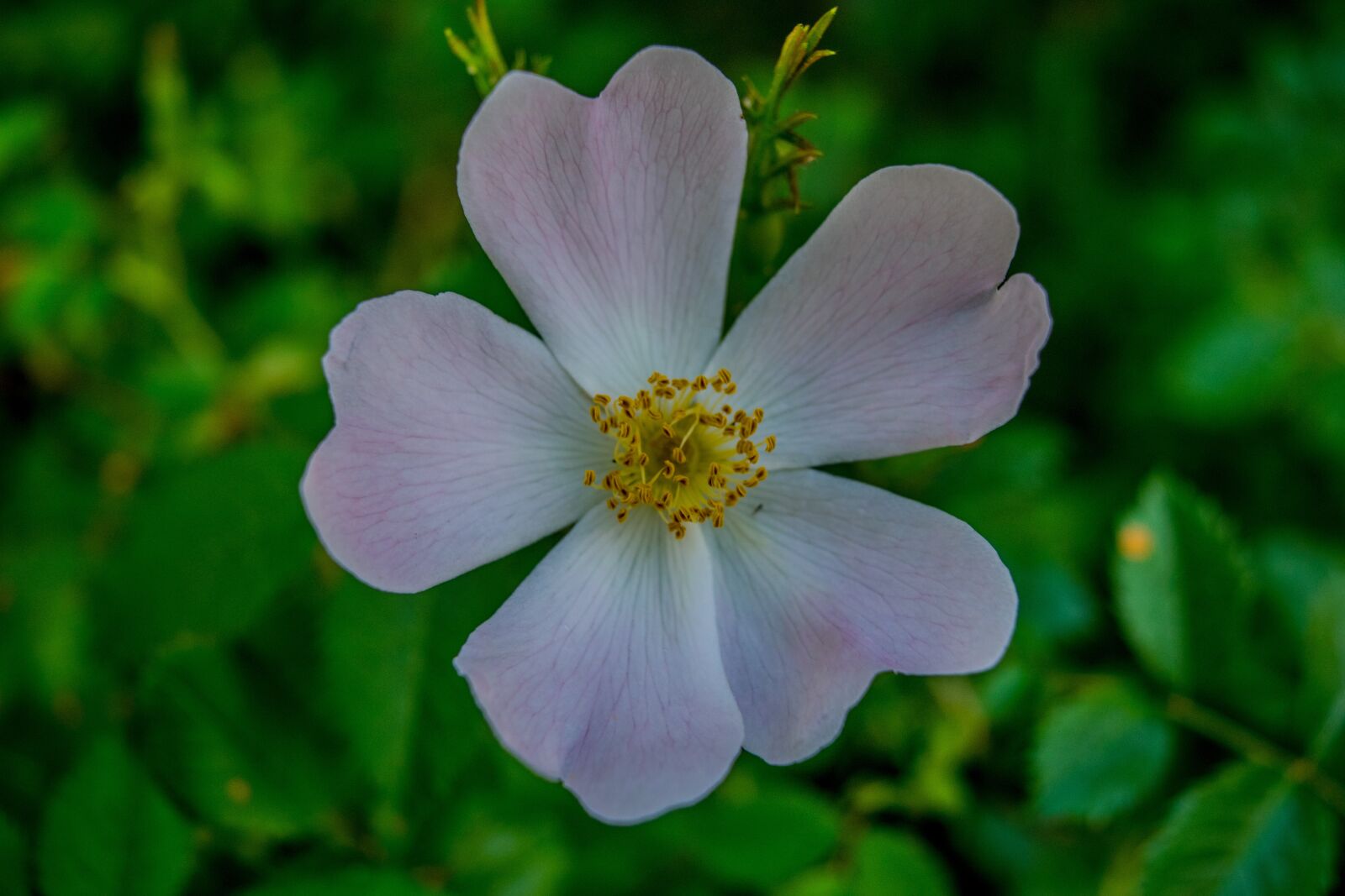 Nikon D3300 sample photo. Flower, campestre, macro photography