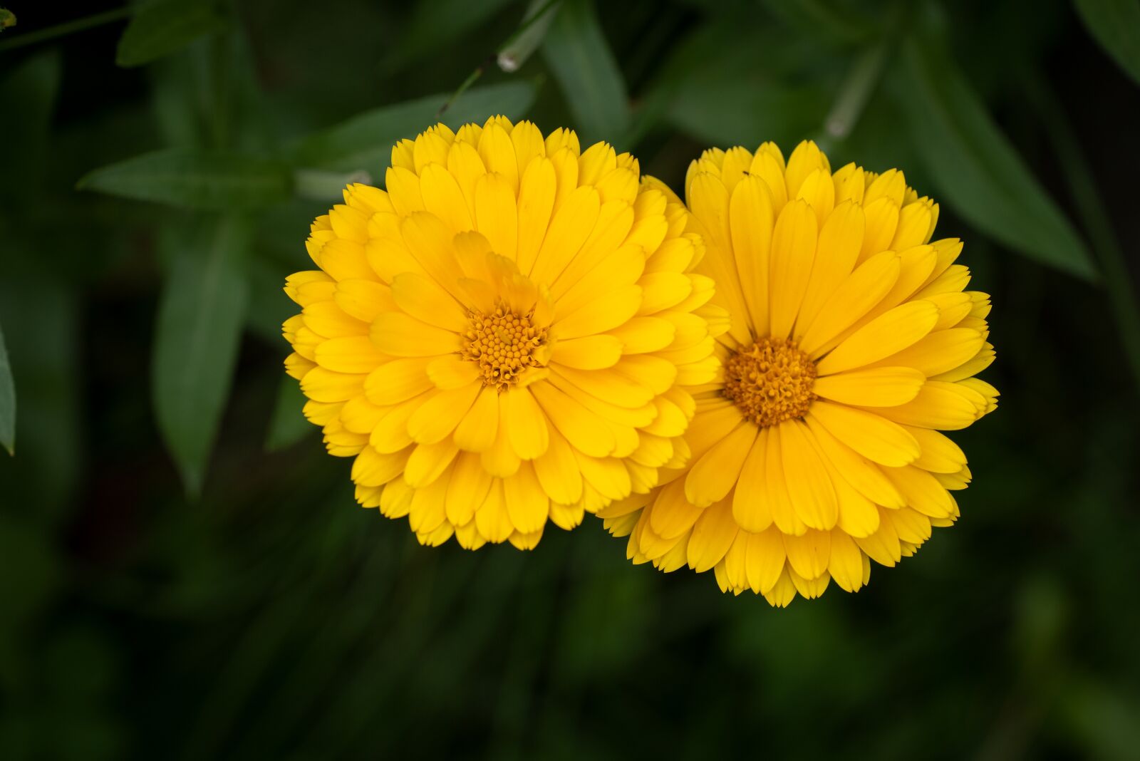 Nikon D750 sample photo. Flowers, yellow, garden photography