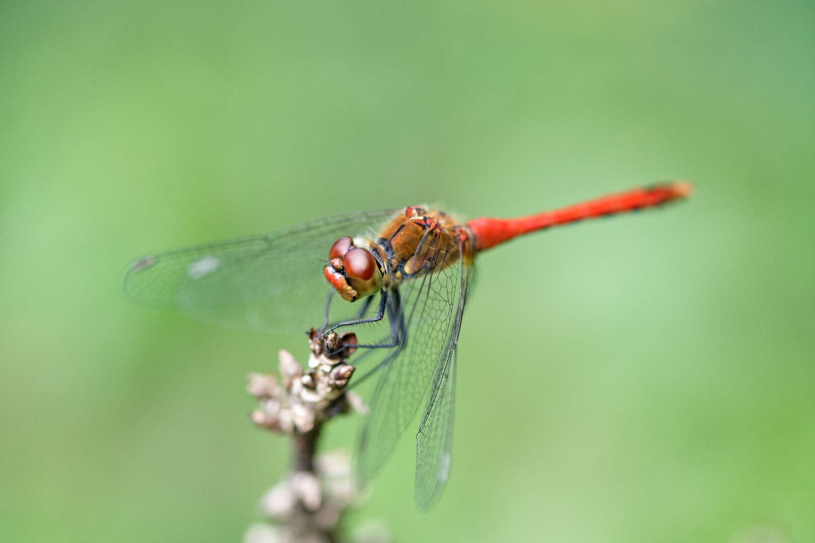 Nikon D7200 sample photo. Dragonfly, insect, macro photography