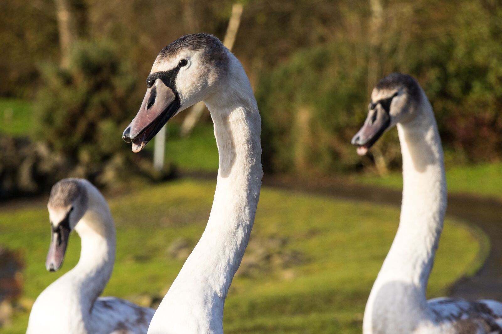 Canon EOS 750D (EOS Rebel T6i / EOS Kiss X8i) sample photo. Swan group, heads, bird photography