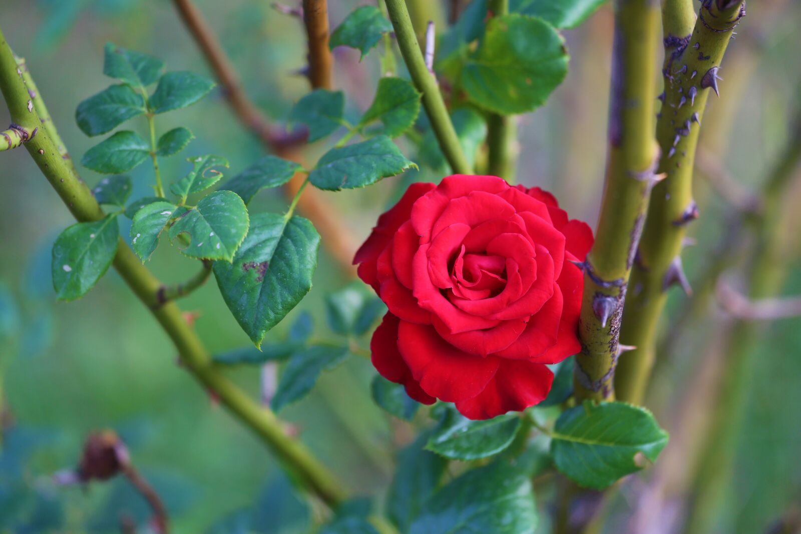 Canon EOS 5D Mark III + Canon EF 70-300mm F4-5.6L IS USM sample photo. Rose, plant, flower photography