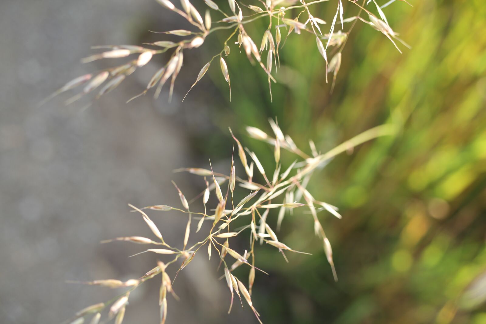 Canon EOS 550D (EOS Rebel T2i / EOS Kiss X4) sample photo. Grasses, blossom, bloom photography