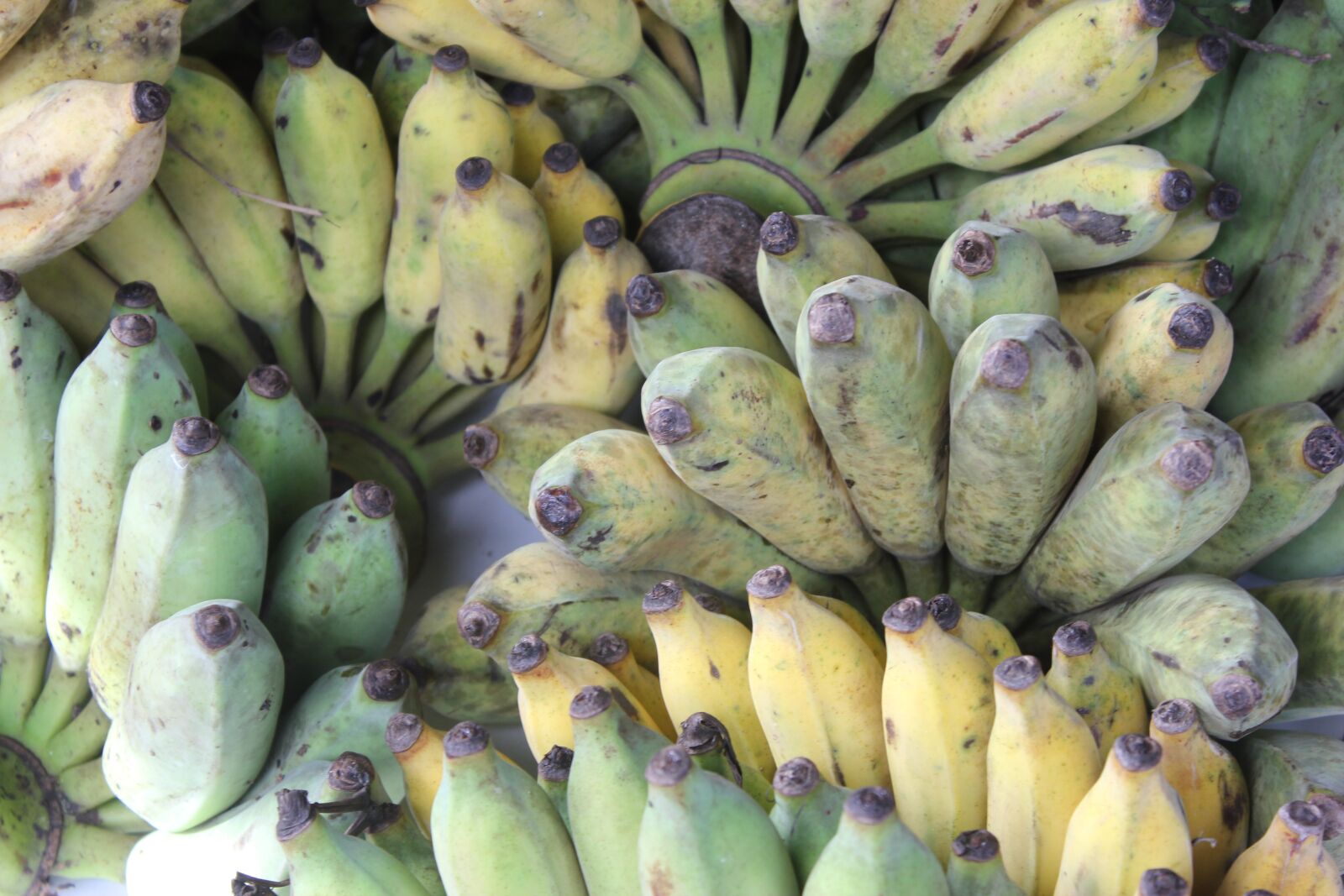 Canon EOS 550D (EOS Rebel T2i / EOS Kiss X4) sample photo. Banana, cultivated banana, asian photography
