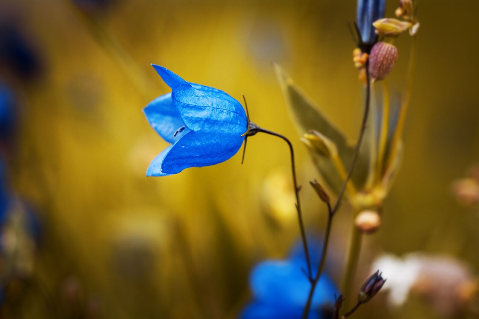Nikon D7100 sample photo. Round leaved bellflower, campanula photography