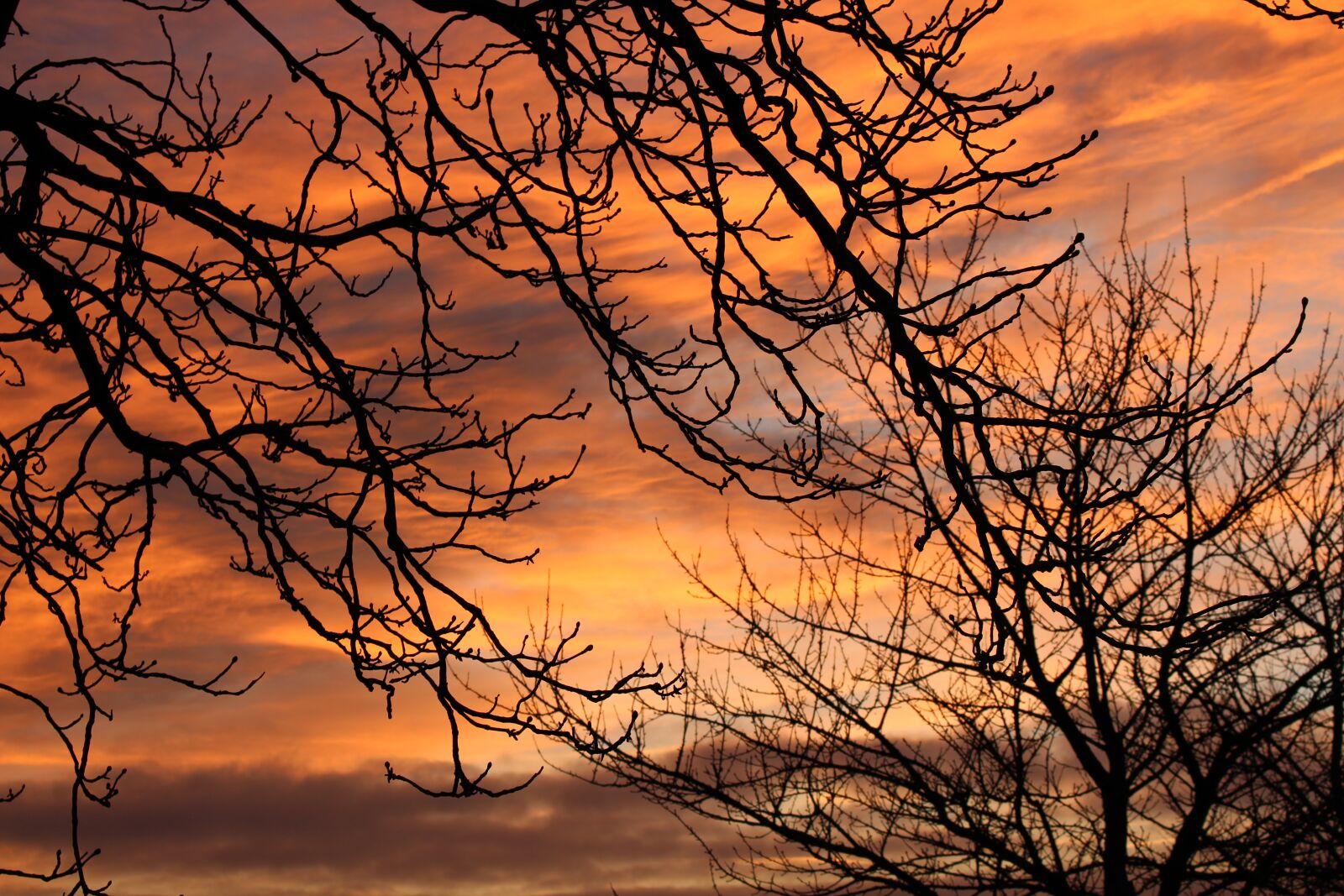 Canon EOS 700D (EOS Rebel T5i / EOS Kiss X7i) sample photo. Sunset, tree, nature photography