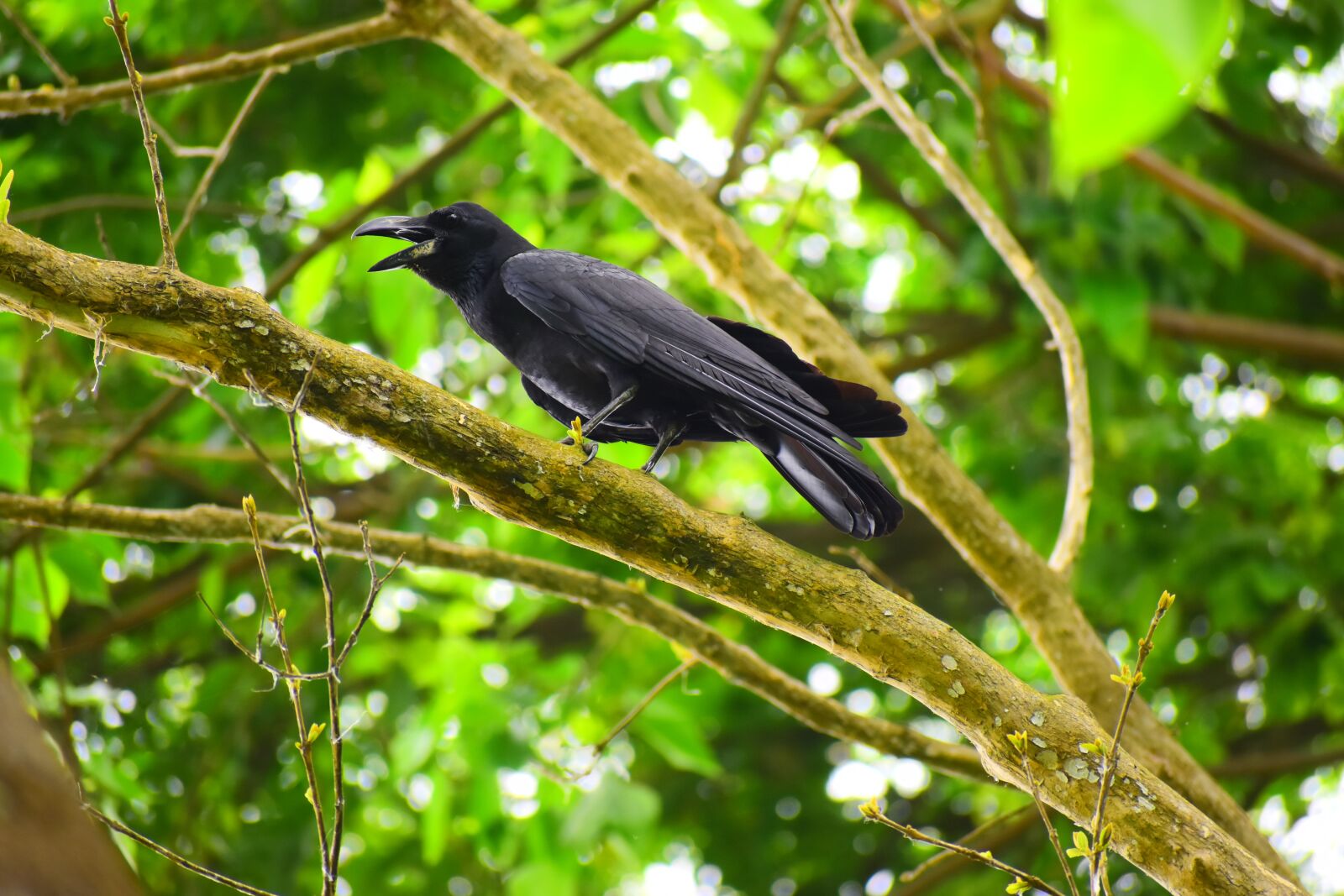 Nikon D5600 sample photo. Bird, nature, tree photography