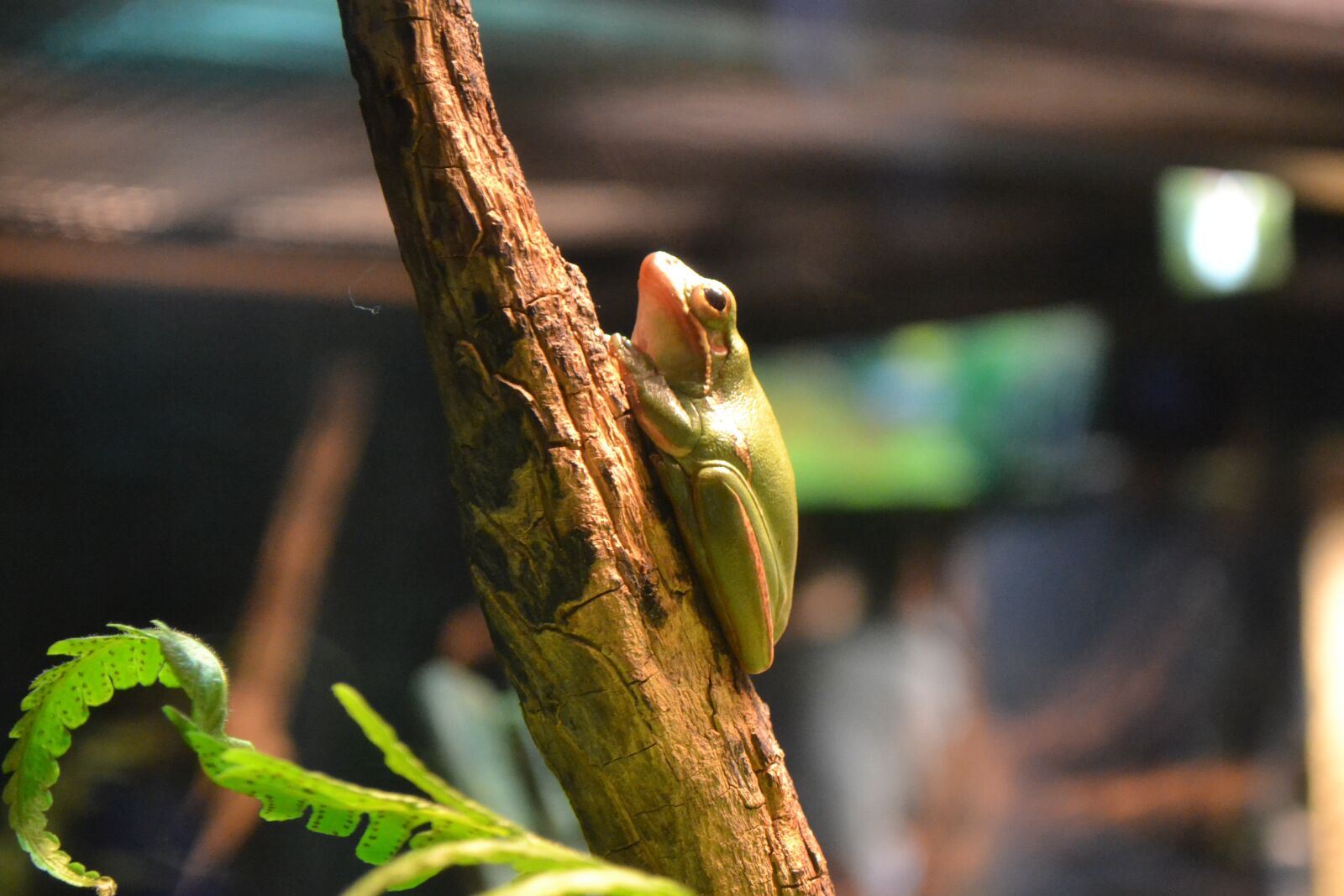 Nikon D3100 sample photo. Frog, green, amphibian photography