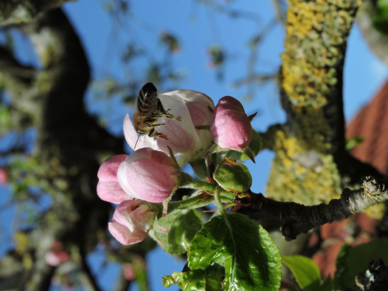 Nikon Coolpix P600 sample photo. Flower, pink, blue photography