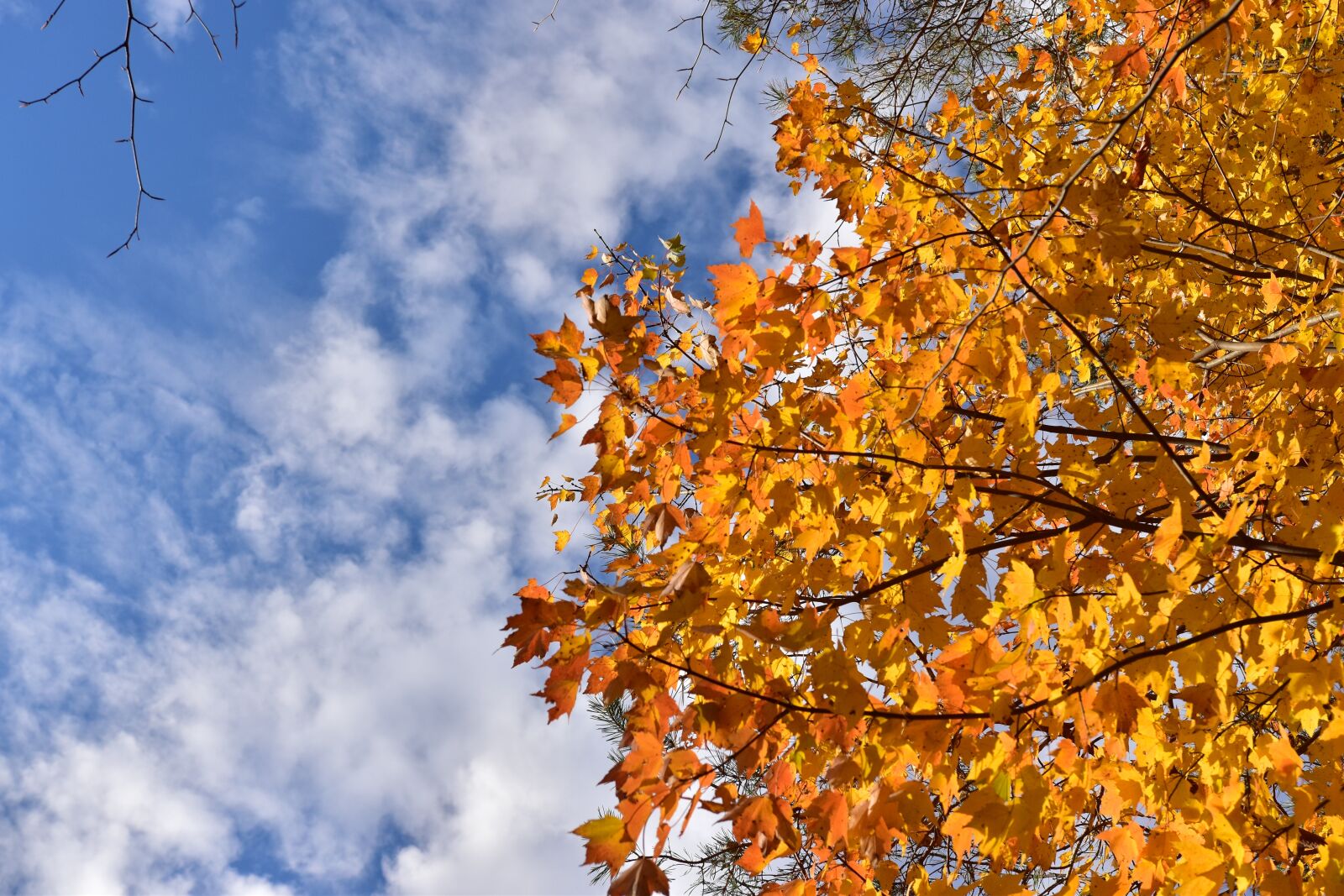 Nikon D5500 sample photo. Sky, cloud clouds, tree photography