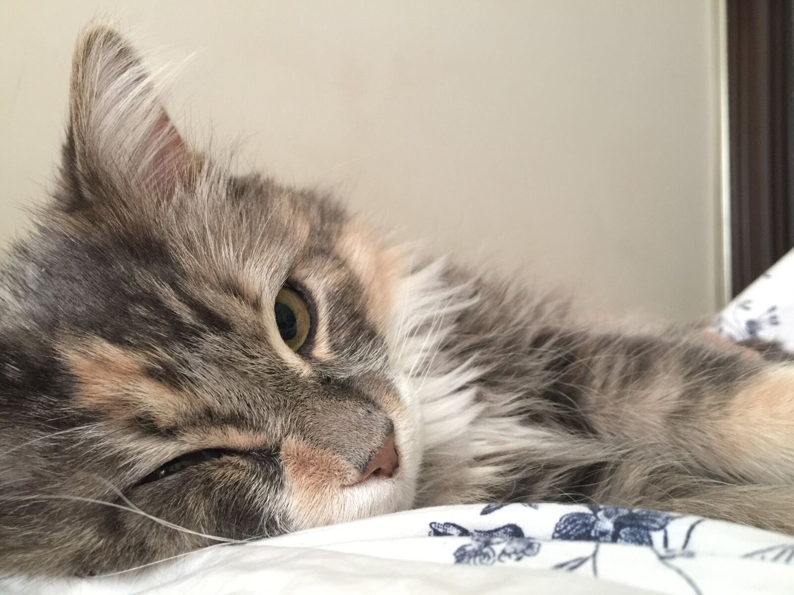 iPhone 6 Plus back camera 4.15mm f/2.2 sample photo. Cat, feline, cute photography