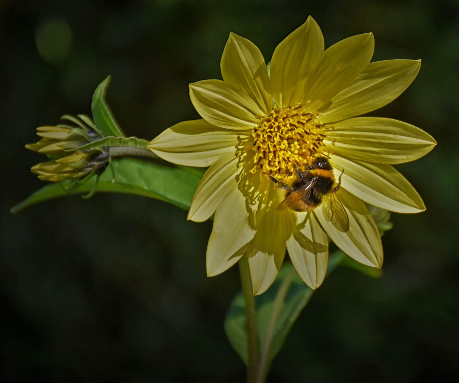 Nikon D5500 sample photo. Bee, blossom, bloom photography