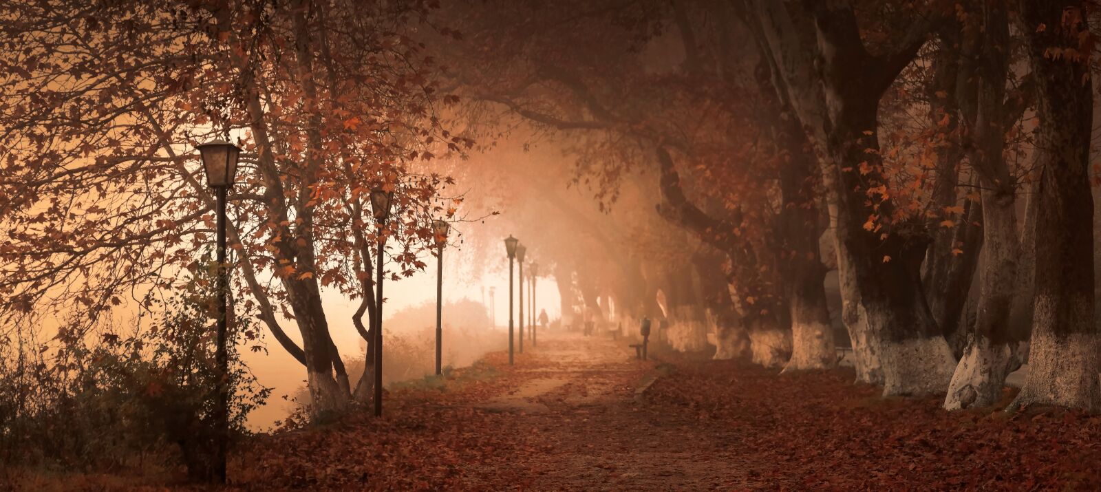 Nikon D5300 sample photo. Autumn, fantasy, forest photography