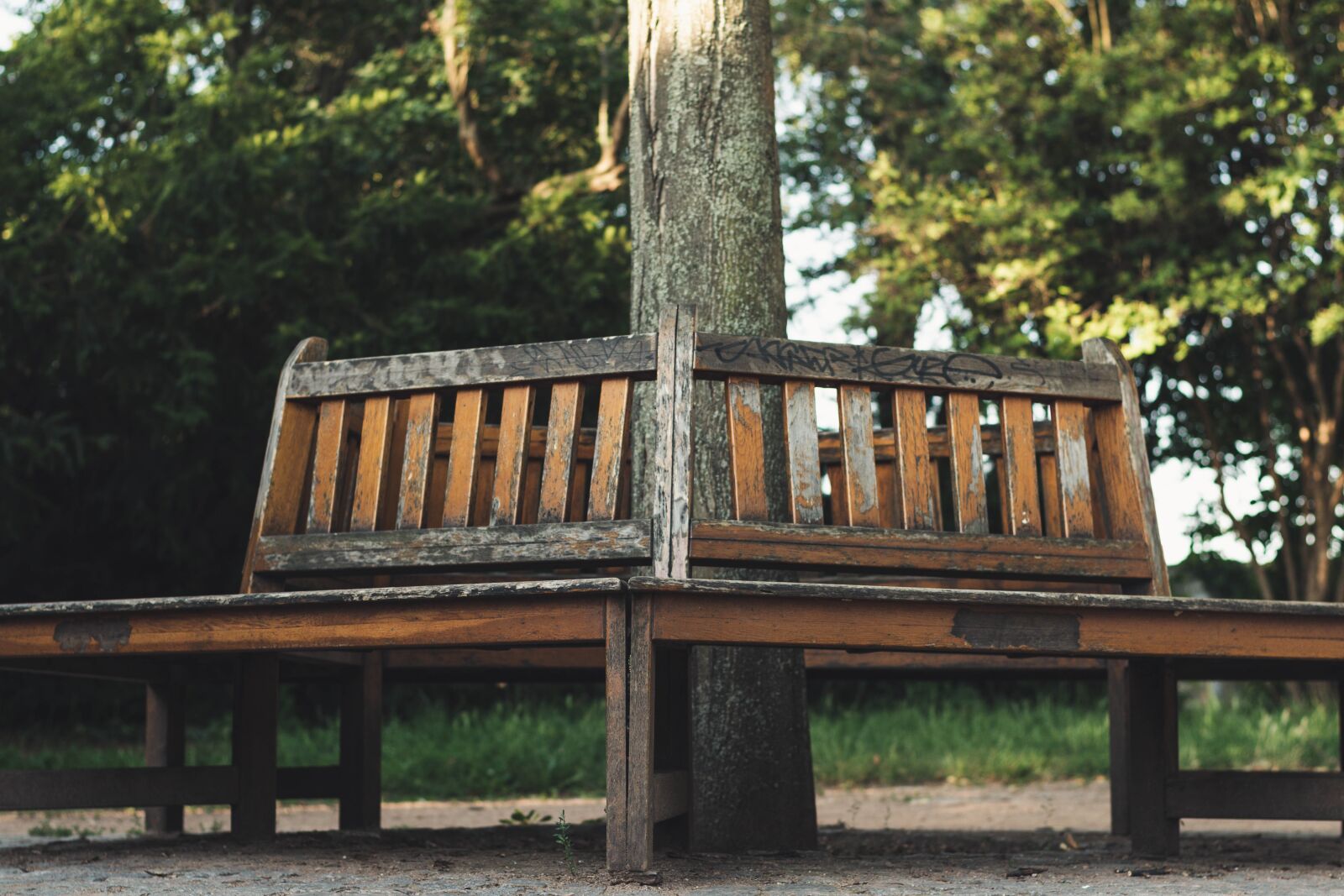 Nikon D5600 sample photo. Bench, park, nature photography