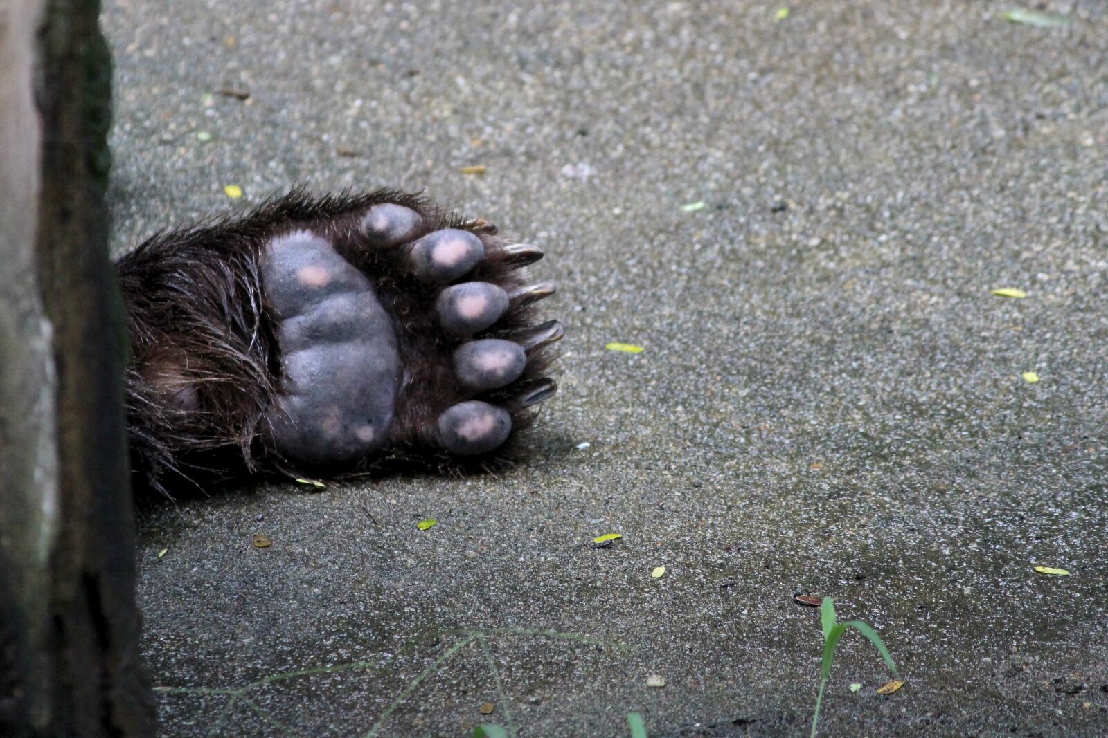 Canon EF-S 55-250mm F4-5.6 IS II sample photo. Bear foot, bear, animal photography