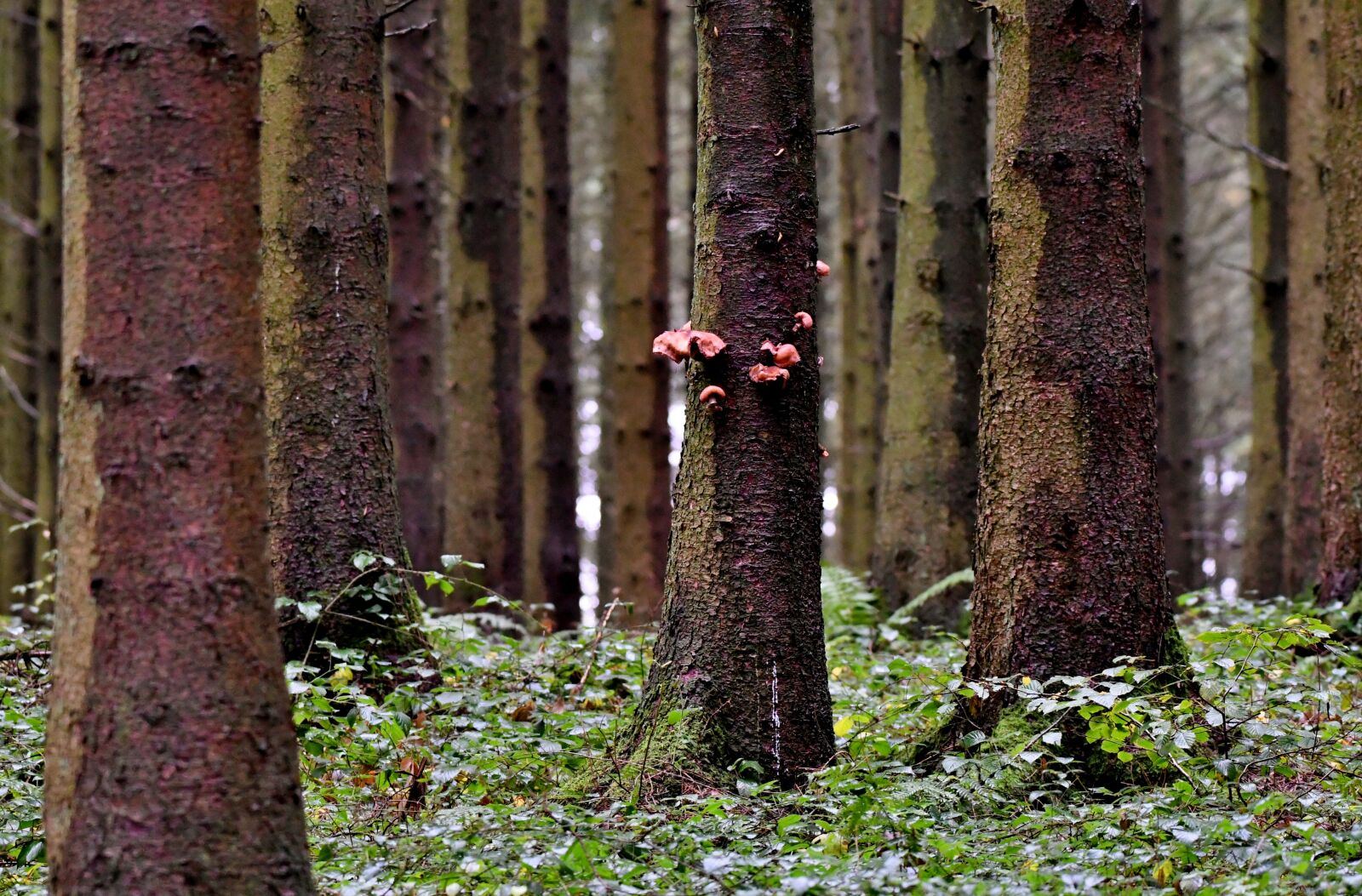Nikon D500 sample photo. Forest, trees, fungi photography