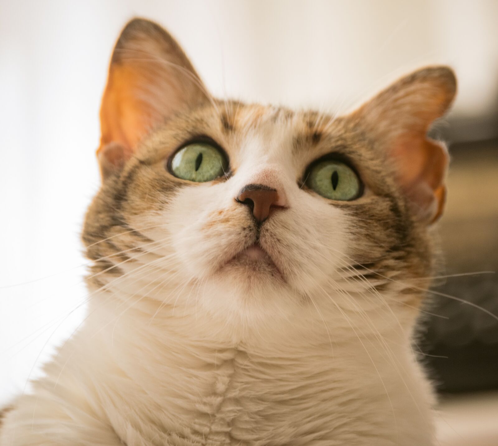 Nikon D5300 sample photo. Cat, animal, pe photography