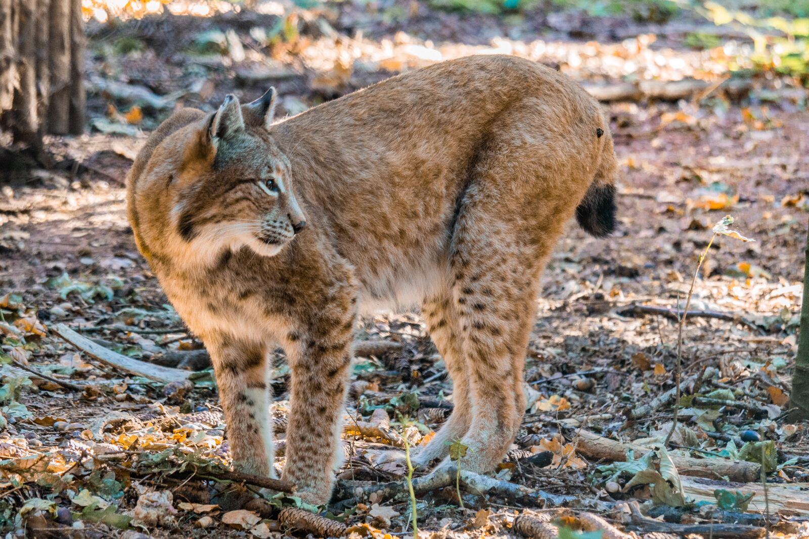 LUMIX G VARIO 100-300/F4.0-5.6II sample photo. Lynx, big cat, wild photography