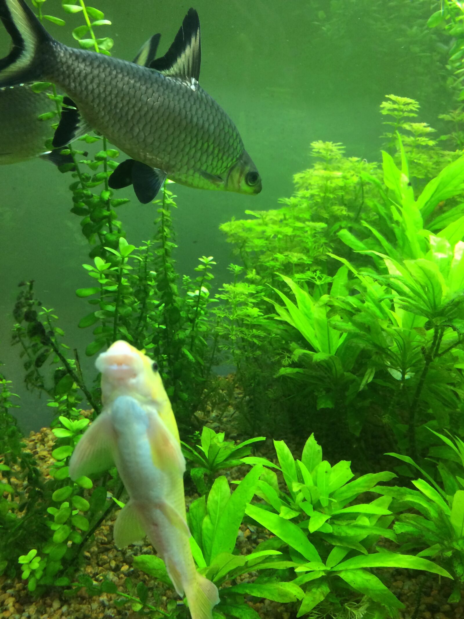 iPhone 5s back camera 4.15mm f/2.2 sample photo. Fish, fish tank, coral photography