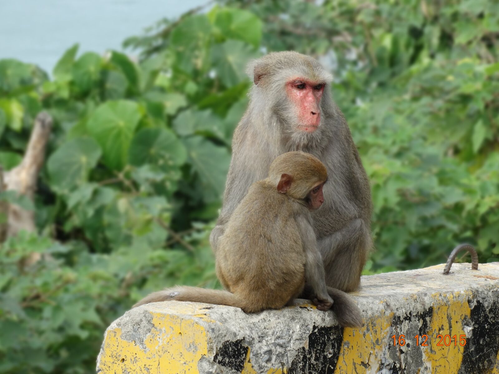 Sony Cyber-shot DSC-HX300 sample photo. Taiwan macaques, shoushan, macaque photography